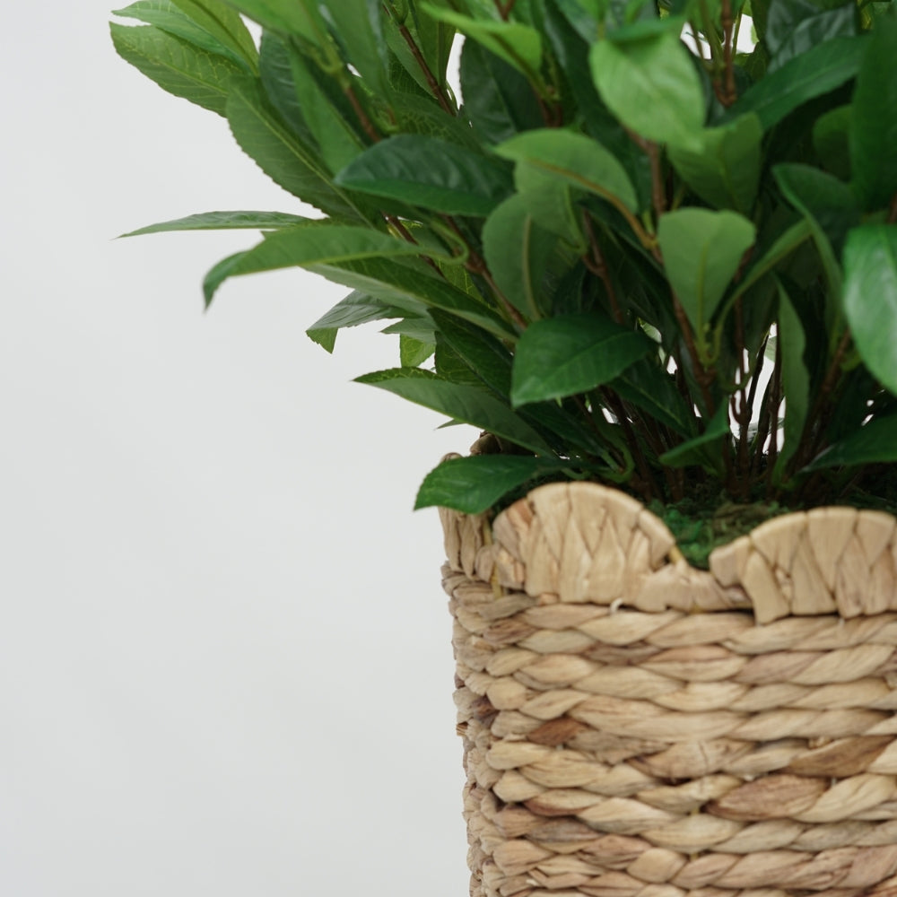 25" Laurel Bush in Natural Hyacinth Basket