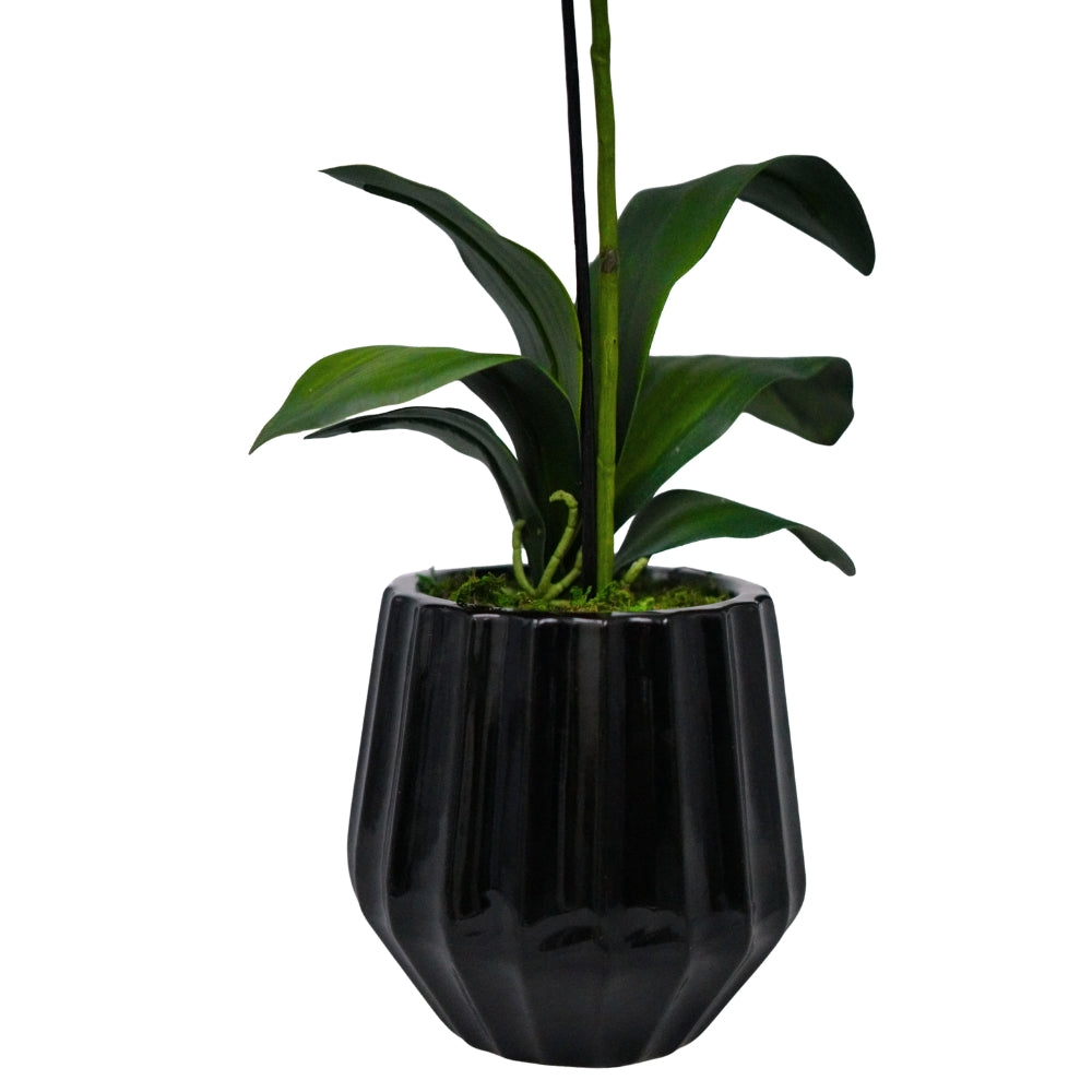 Light Purple Orchid in Glossy Black Ribbed Ceramic