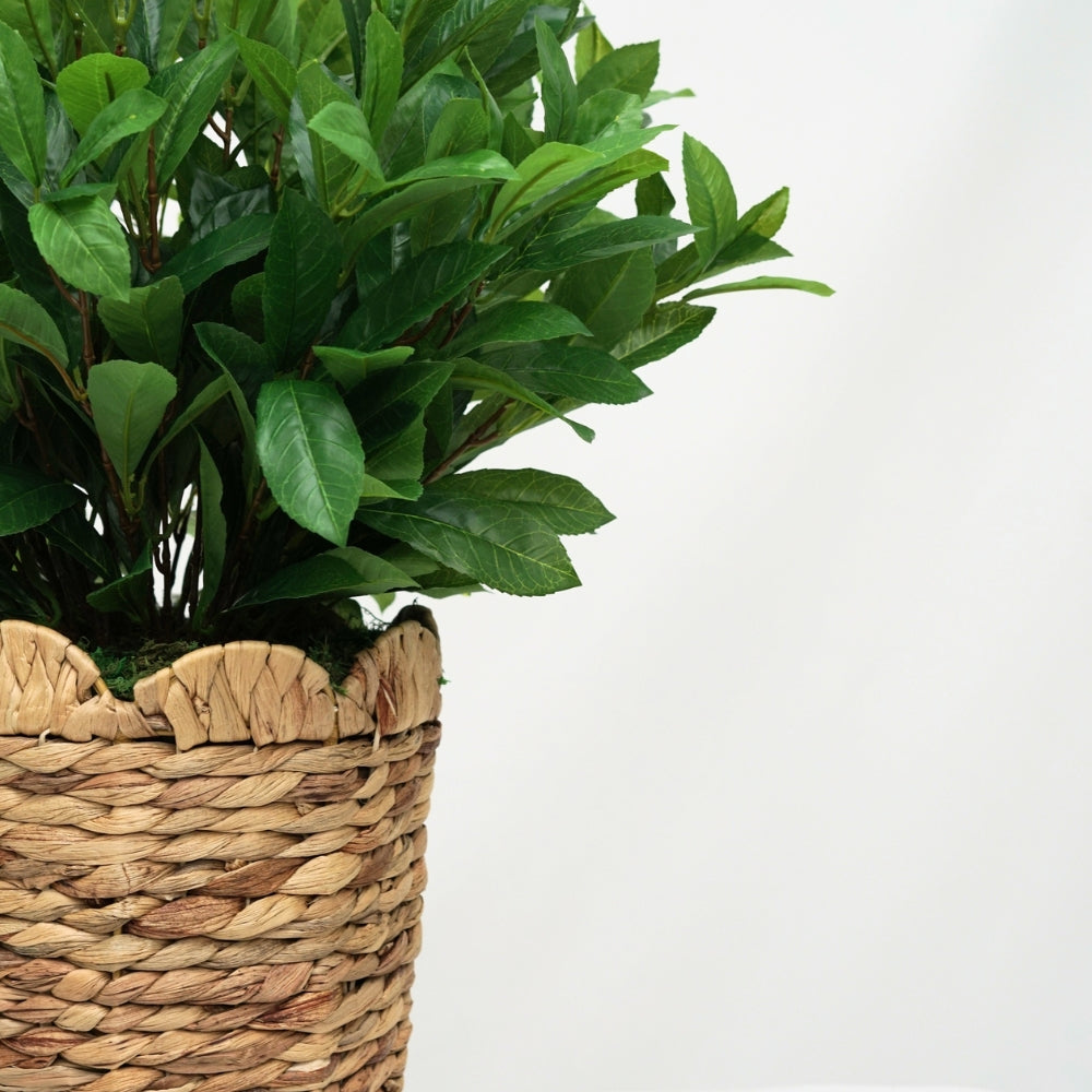 25" Laurel Bush in Natural Hyacinth Basket