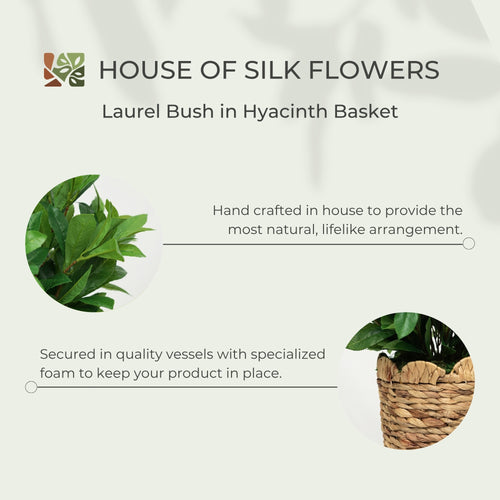 25" Laurel Bush in Natural Hyacinth Basket