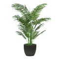 52" Areca Palm in Matte Black Ribbed Ceramic