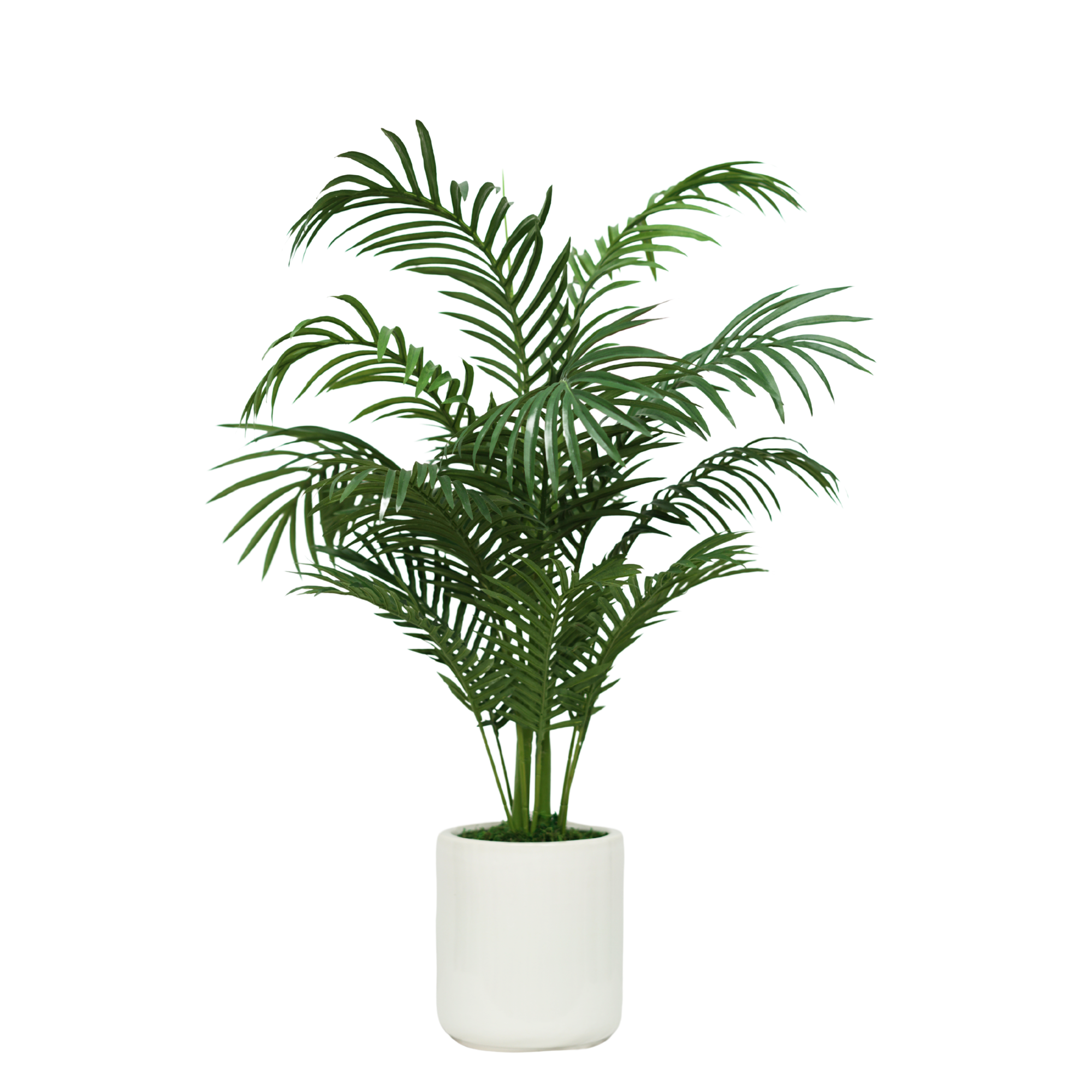 44" Areca Palm in Glossy White Ceramic