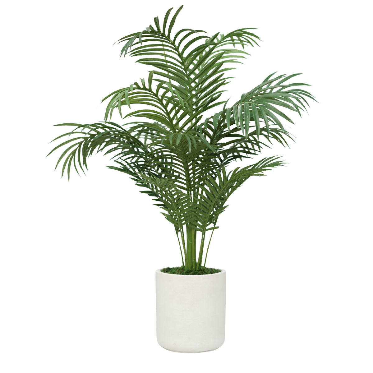 44" Areca Palm in Stone Wash White Ceramic
