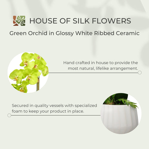 26" Green Orchid in Glossy White Ribbed Ceramic
