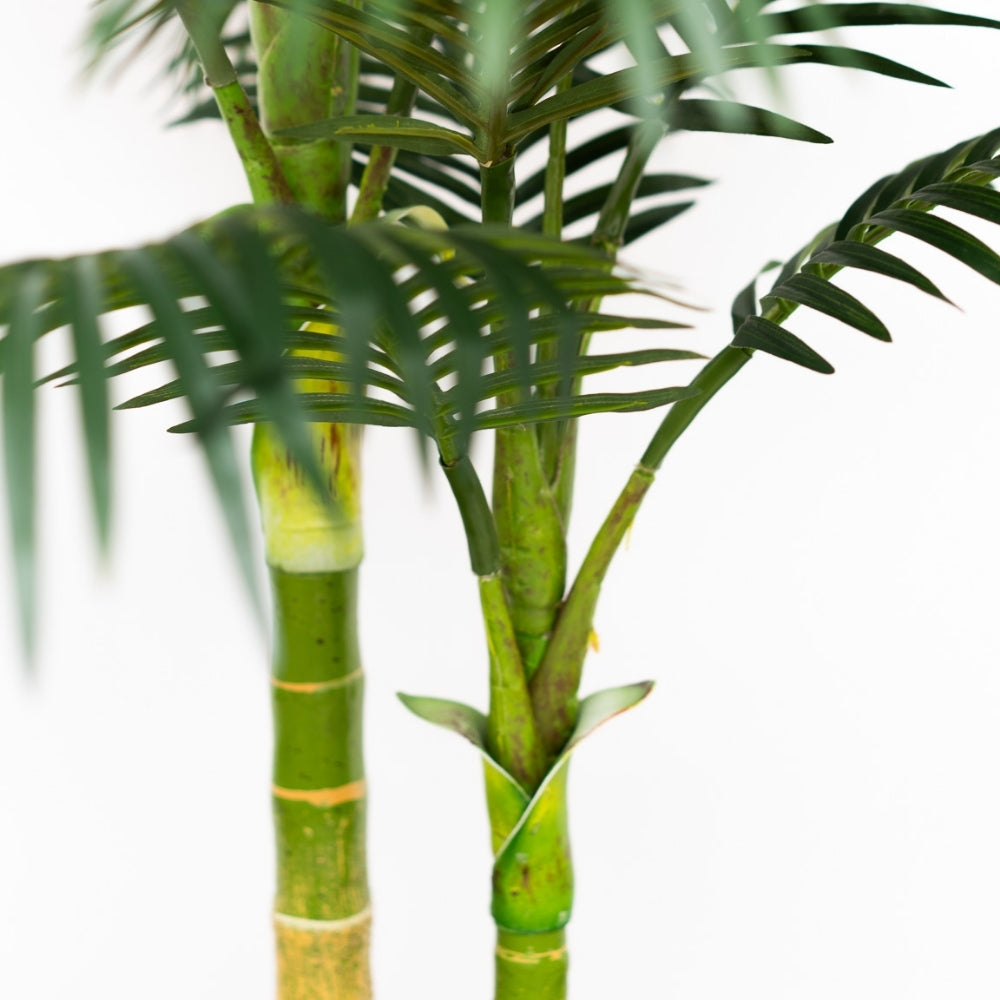 52" Golden Cane Palm in Natural Hyacinth Basket