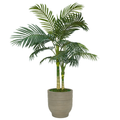 52" Golden Cane Palm in Cement Gray Ringed Ceramic