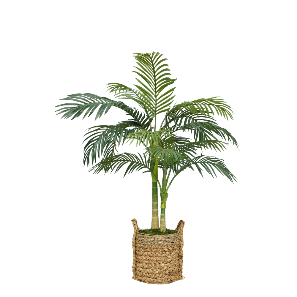 52" Golden Cane Palm in Natural Hyacinth/Seagrass Basket