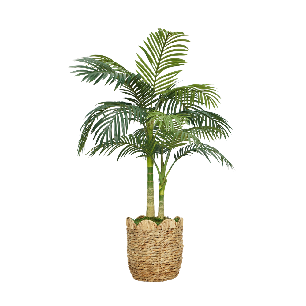 52" Golden Cane Palm in Natural Hyacinth Basket