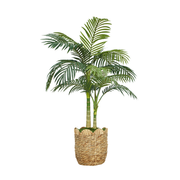 52" Golden Cane Palm in Natural Hyacinth Basket