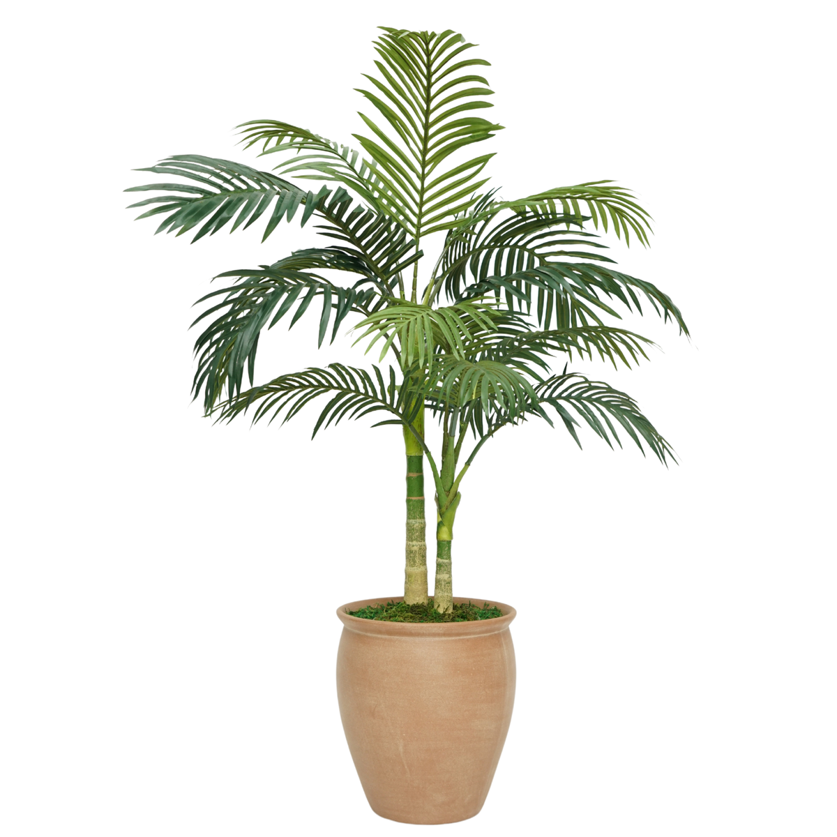 58" Faux Golden Cane Palm in Terracotta Wash Ceramic Urn