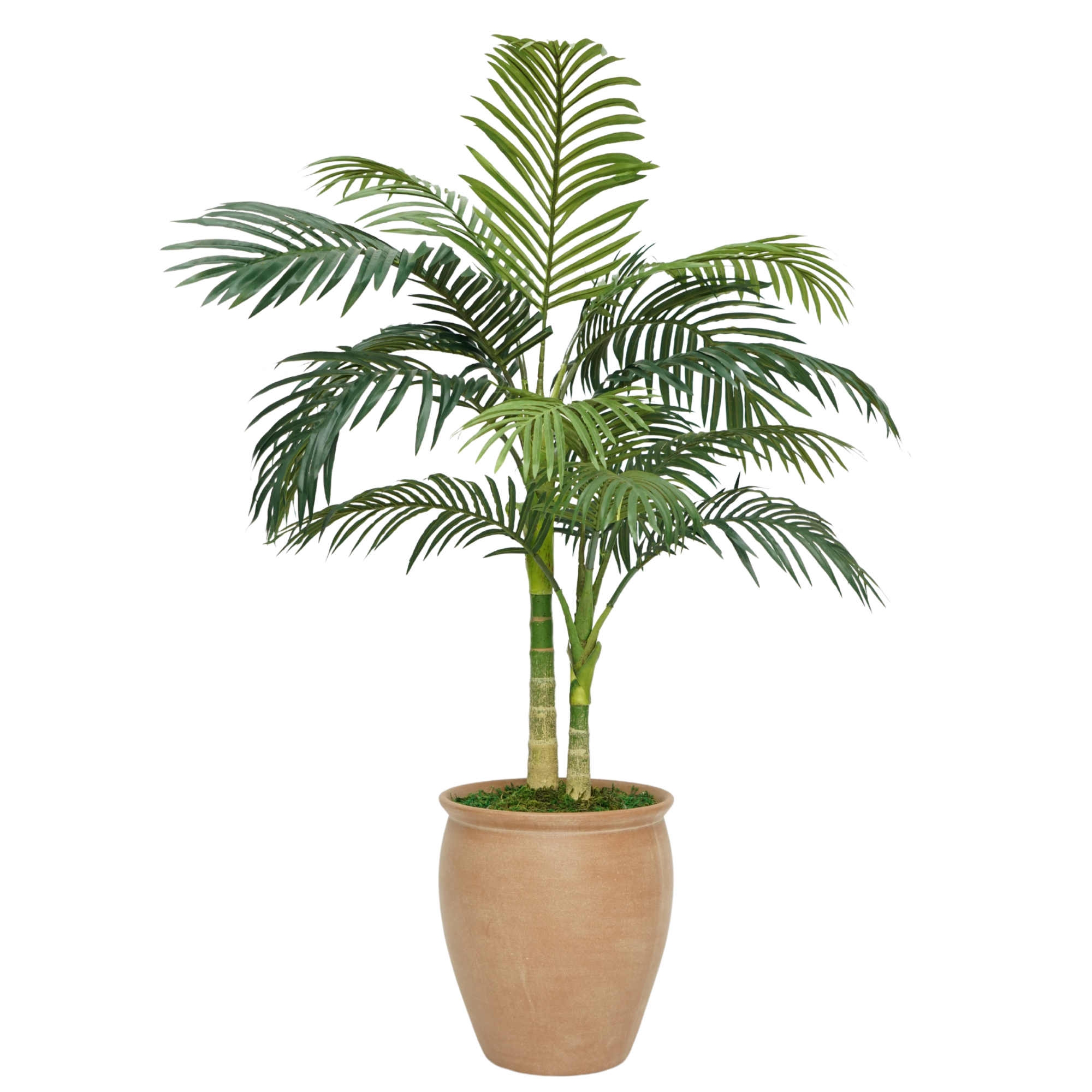 58" Faux Golden Cane Palm in Terracotta Wash Ceramic Urn