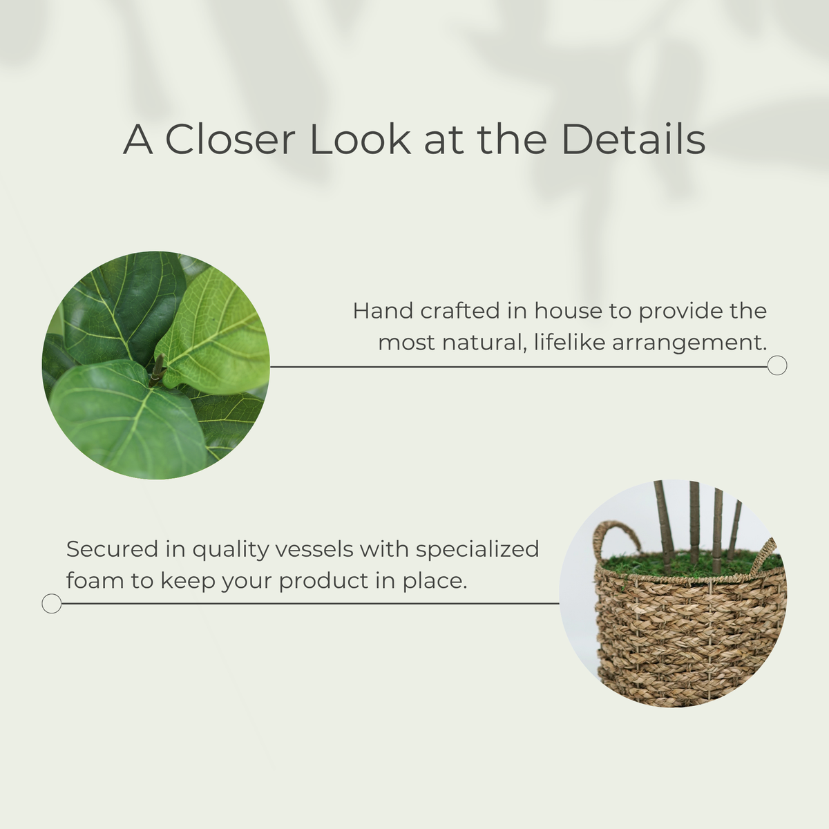 55" Fiddle Tree in Natural Seagrass Basket