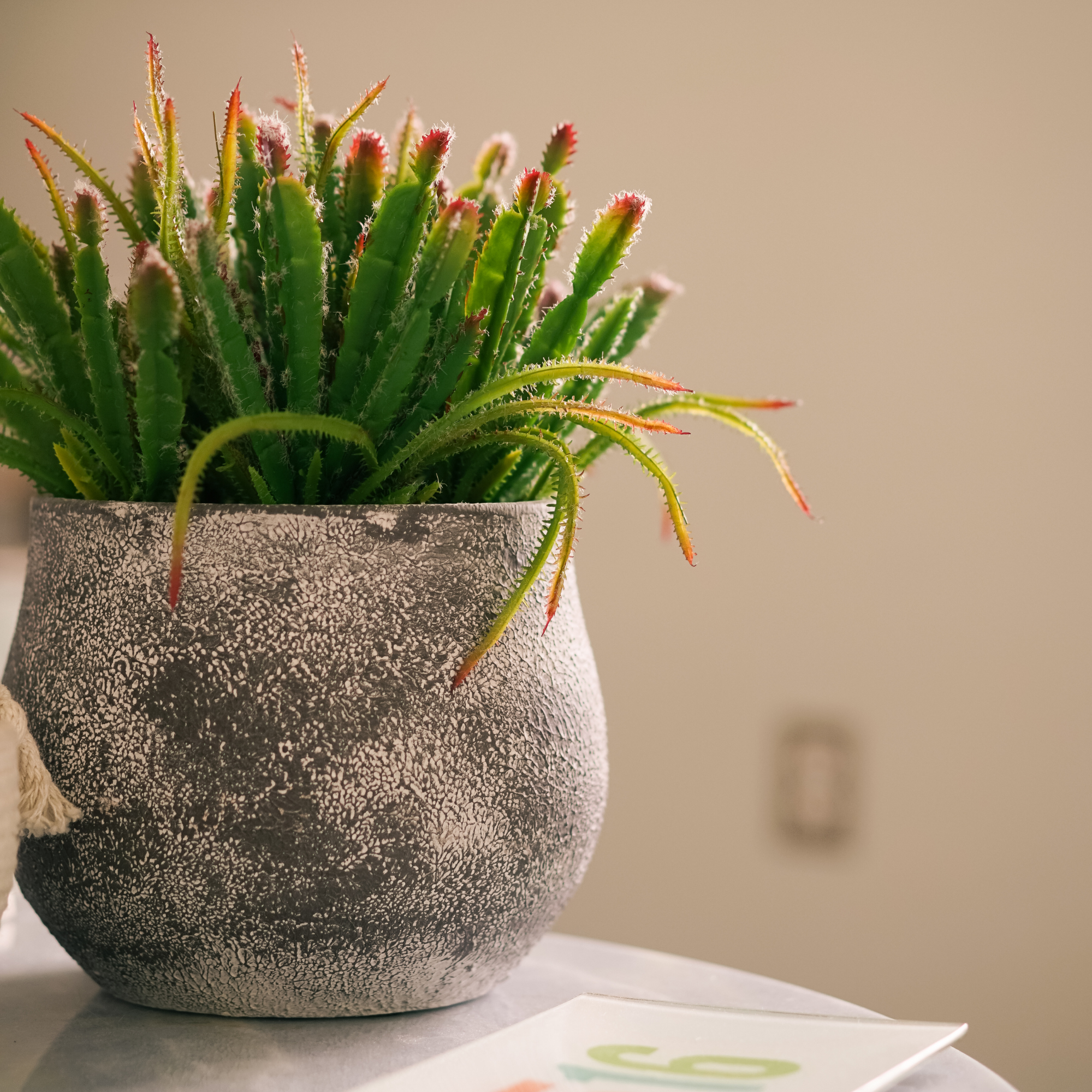 12" Succulent in Cement Gray Ceramic