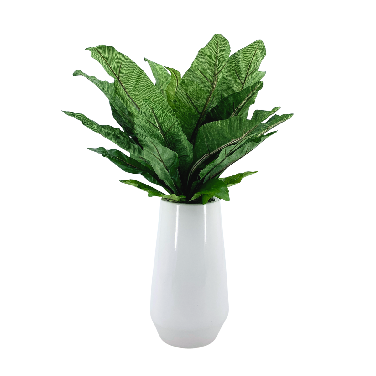 Birds nest fern (large) in glossy white ceramic vase against a white background, by House of Silk Flowers.