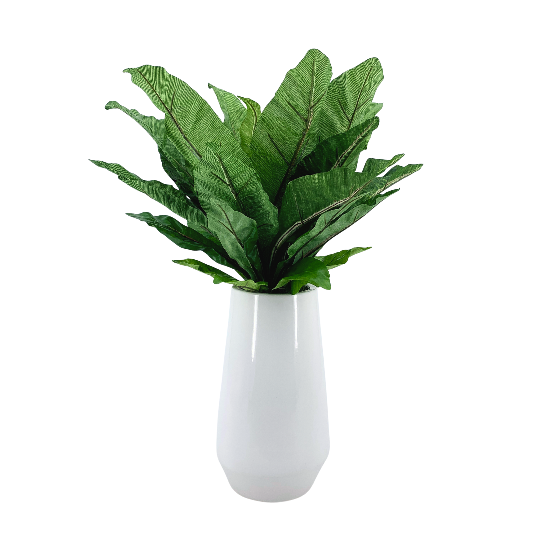 Birds nest fern (large) in glossy white ceramic vase against a white background, by House of Silk Flowers.
