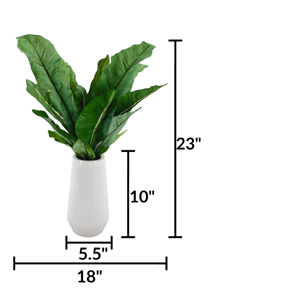 Birds nest fern (medium) in glossy white ceramic vase against a white background, featuring measurements, by House of Silk Flowers.