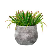 12" Succulent in Cement Gray Ceramic
