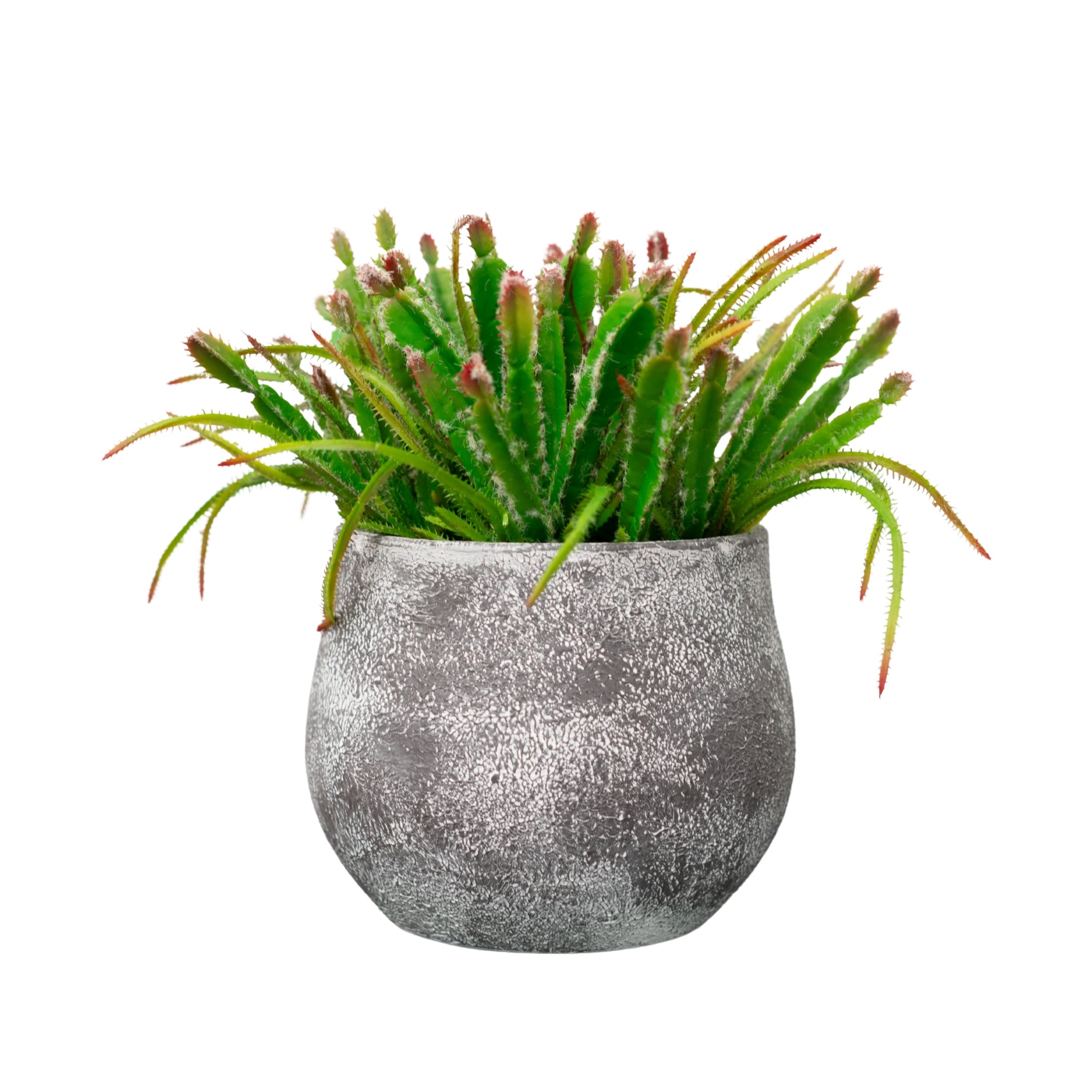 12" Succulent in Cement Gray Ceramic