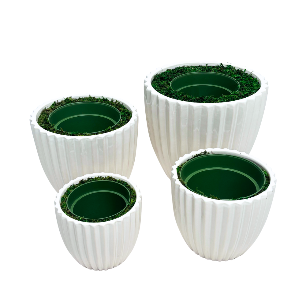 A group of 4 glossy white ribbed ceramic containers, filled with faux moss and a green nursery pot secured in the middle of each. Set against a white background.