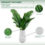 Birds nest fern in glossy white ceramic vase against a white background, highlighting product features, by House of Silk Flowers.