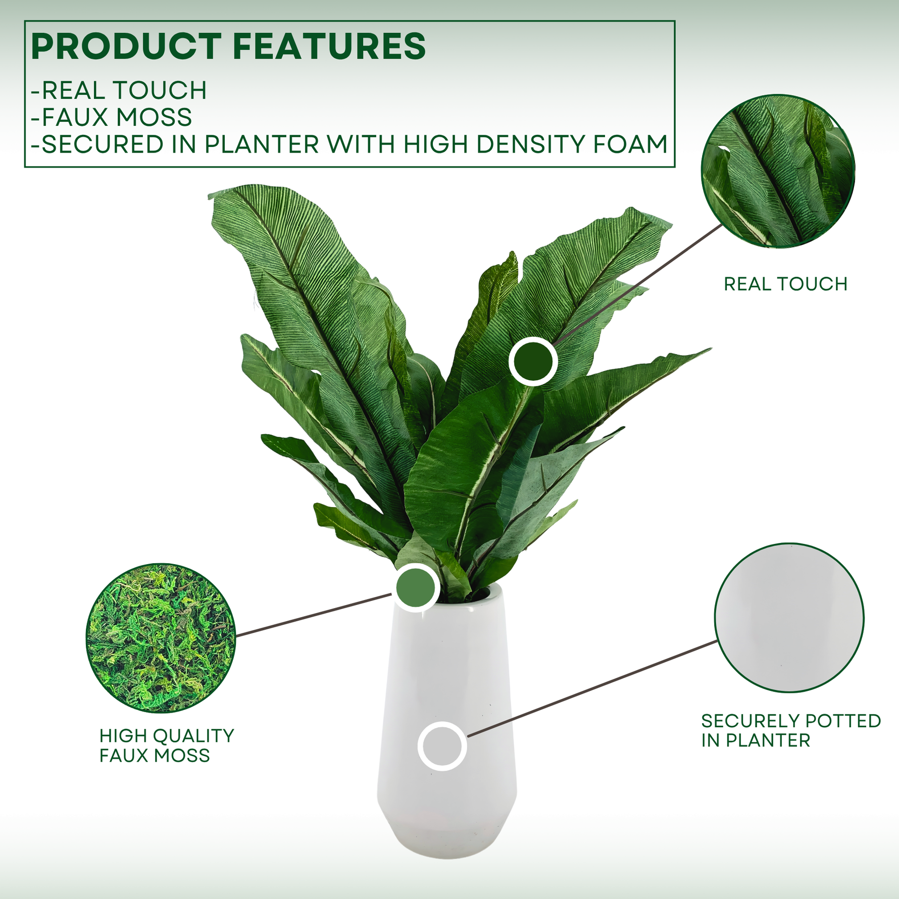 Birds nest fern in glossy white ceramic vase against a white background, highlighting product features, by House of Silk Flowers.