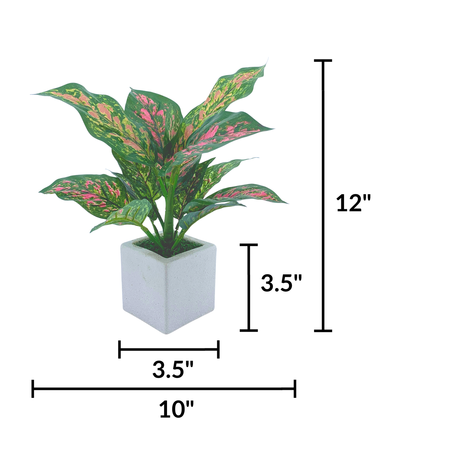 Pink Dieffenbachia - Exclusive