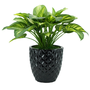 27" Faux Hosta In Glossy Black Tapered Ceramic
