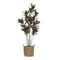 70" Rubber Tree in Natural Seagrass Basket