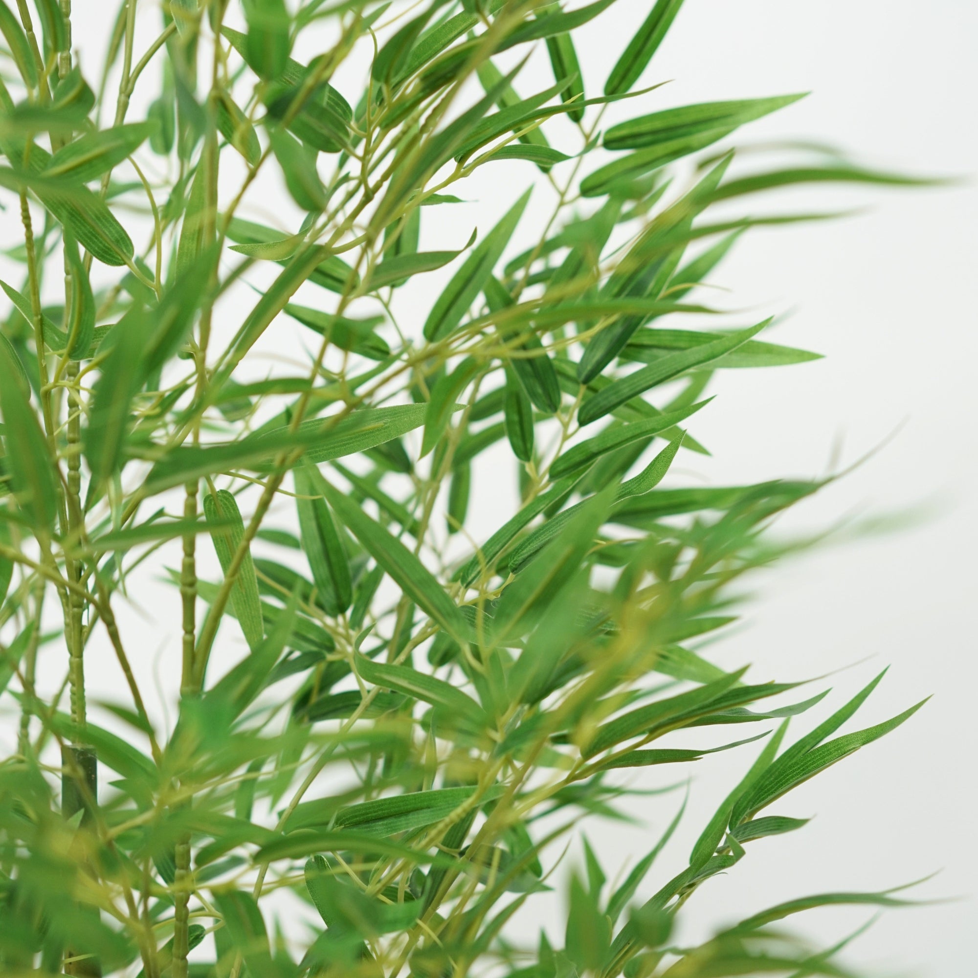 80" Bamboo Tree in Matte Black Ceramic Cylinder