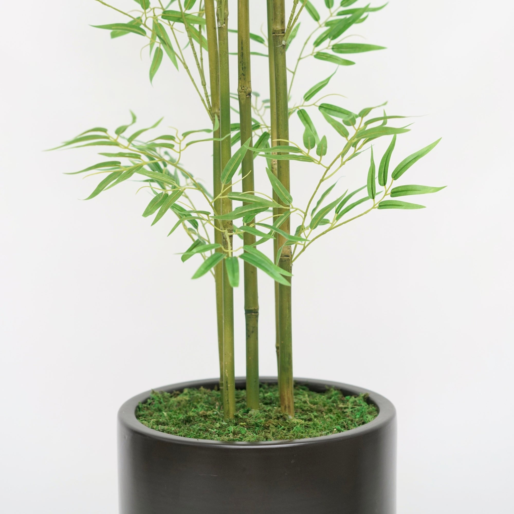 80" Bamboo Tree in Matte Black Ceramic Cylinder