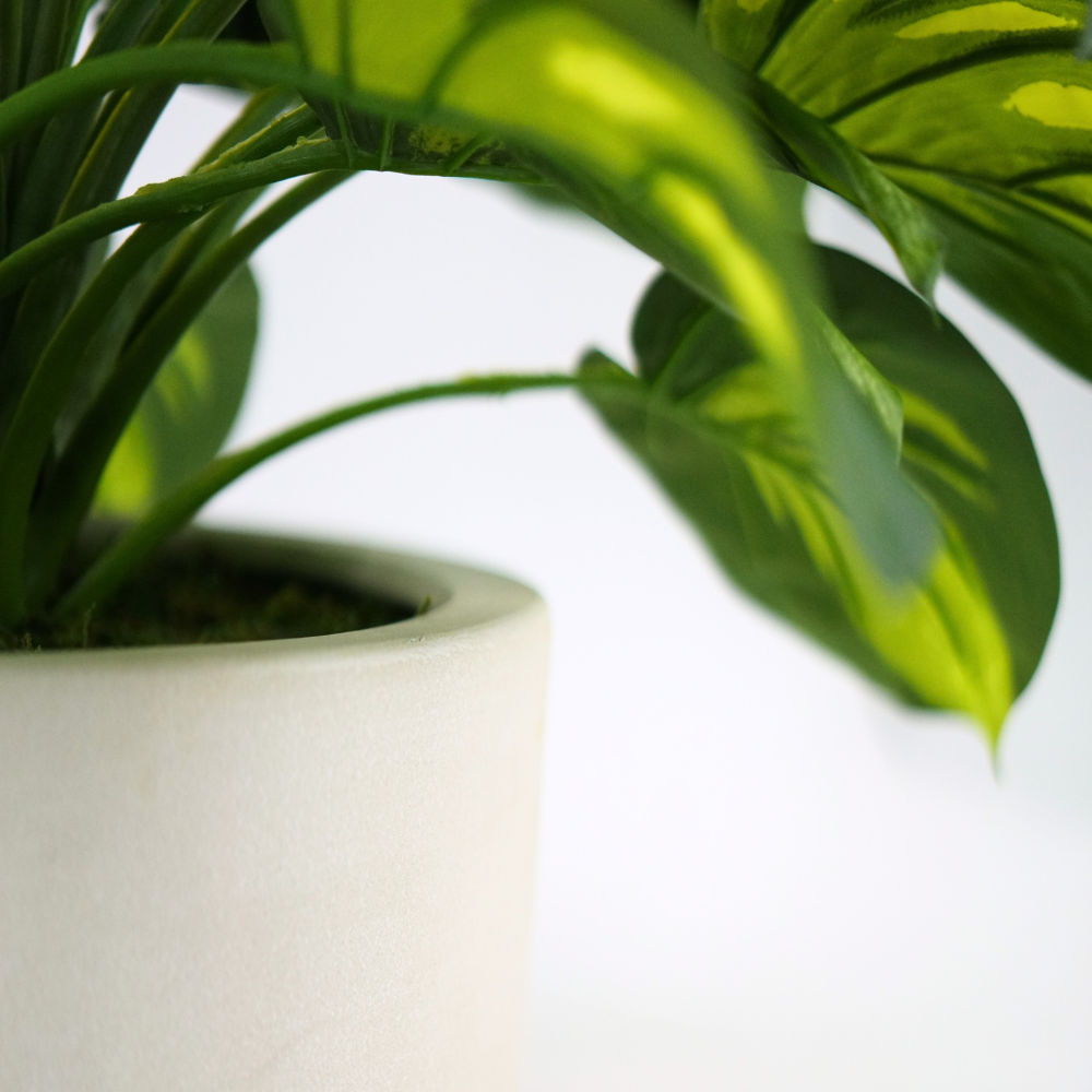 Hosta Bush in a Large White Stonewash Ceramic Bowl
