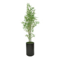 80" Bamboo Tree in Matte Black Ceramic Cylinder