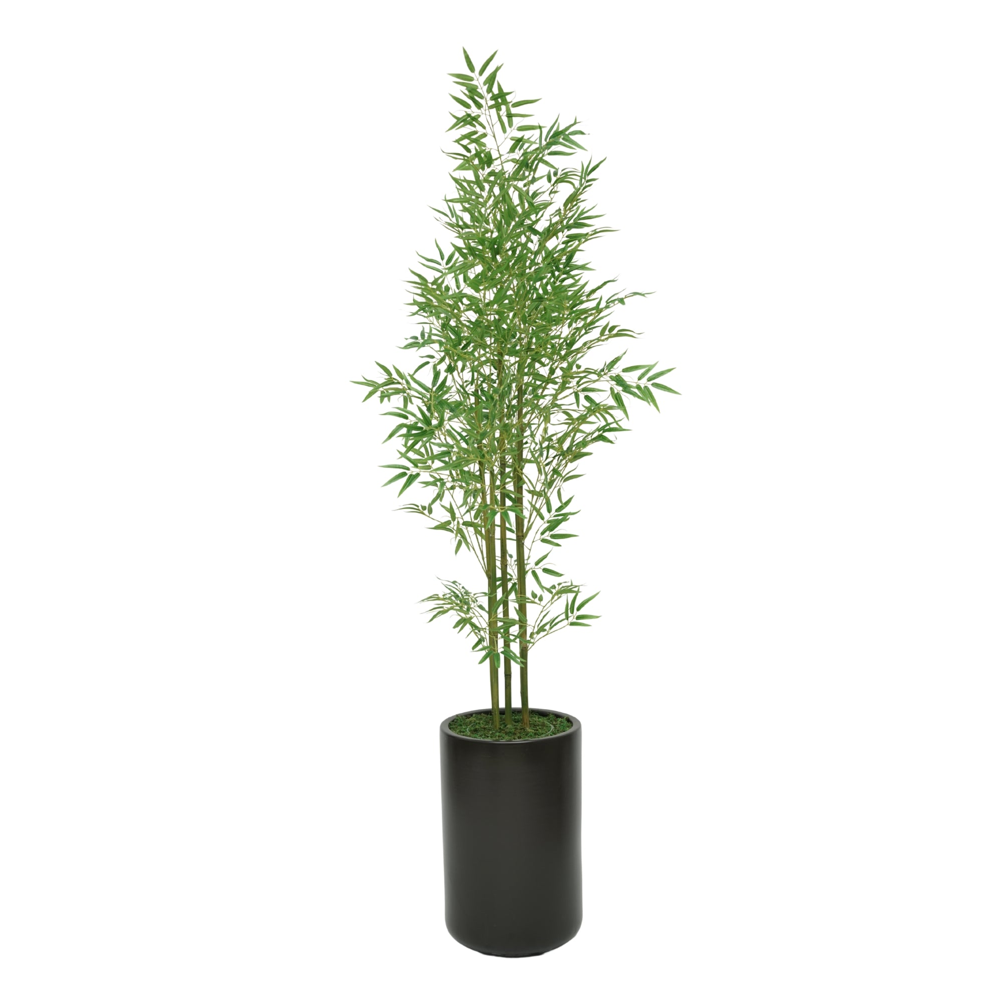 80" Bamboo Tree in Matte Black Ceramic Cylinder