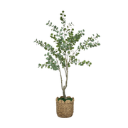 84" Eucalyptus Tree in Natural Hyacinth Basket