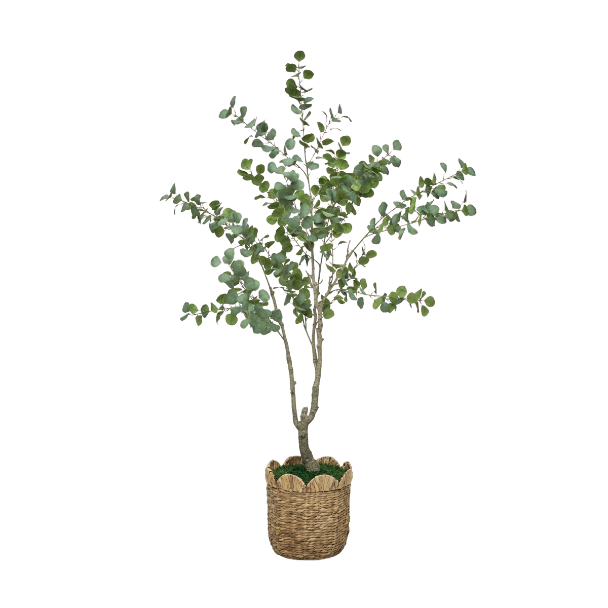 84" Eucalyptus Tree in Natural Hyacinth Basket