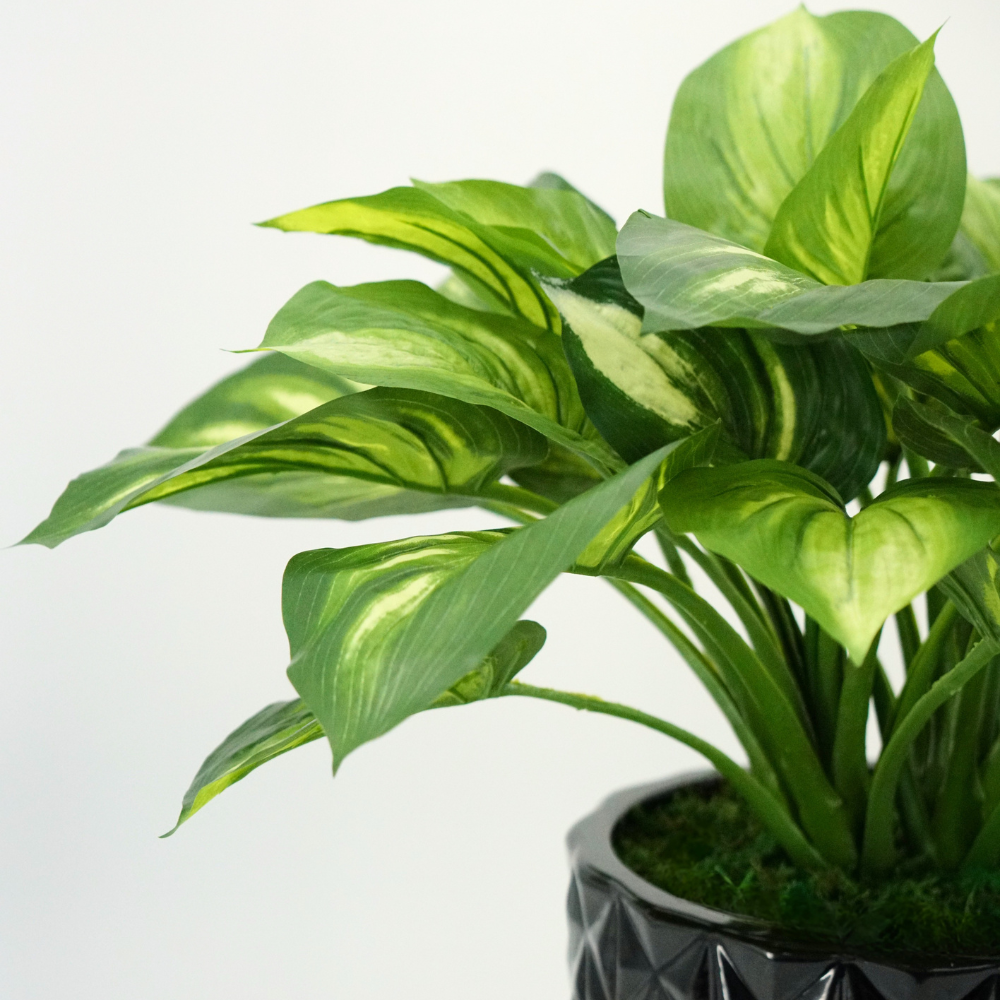 Faux Hosta In Glossy Black Tapered Ceramic