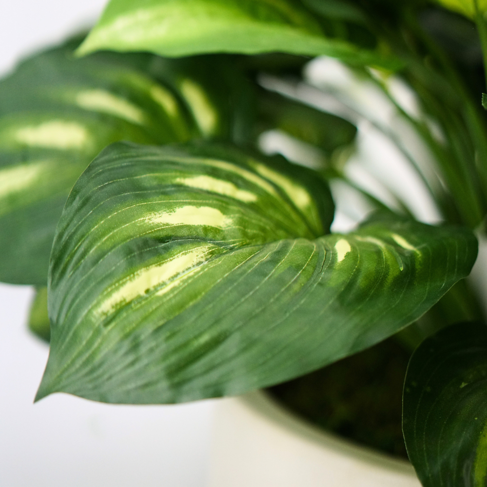 Hosta Bush in a Large White Stonewash Ceramic Bowl
