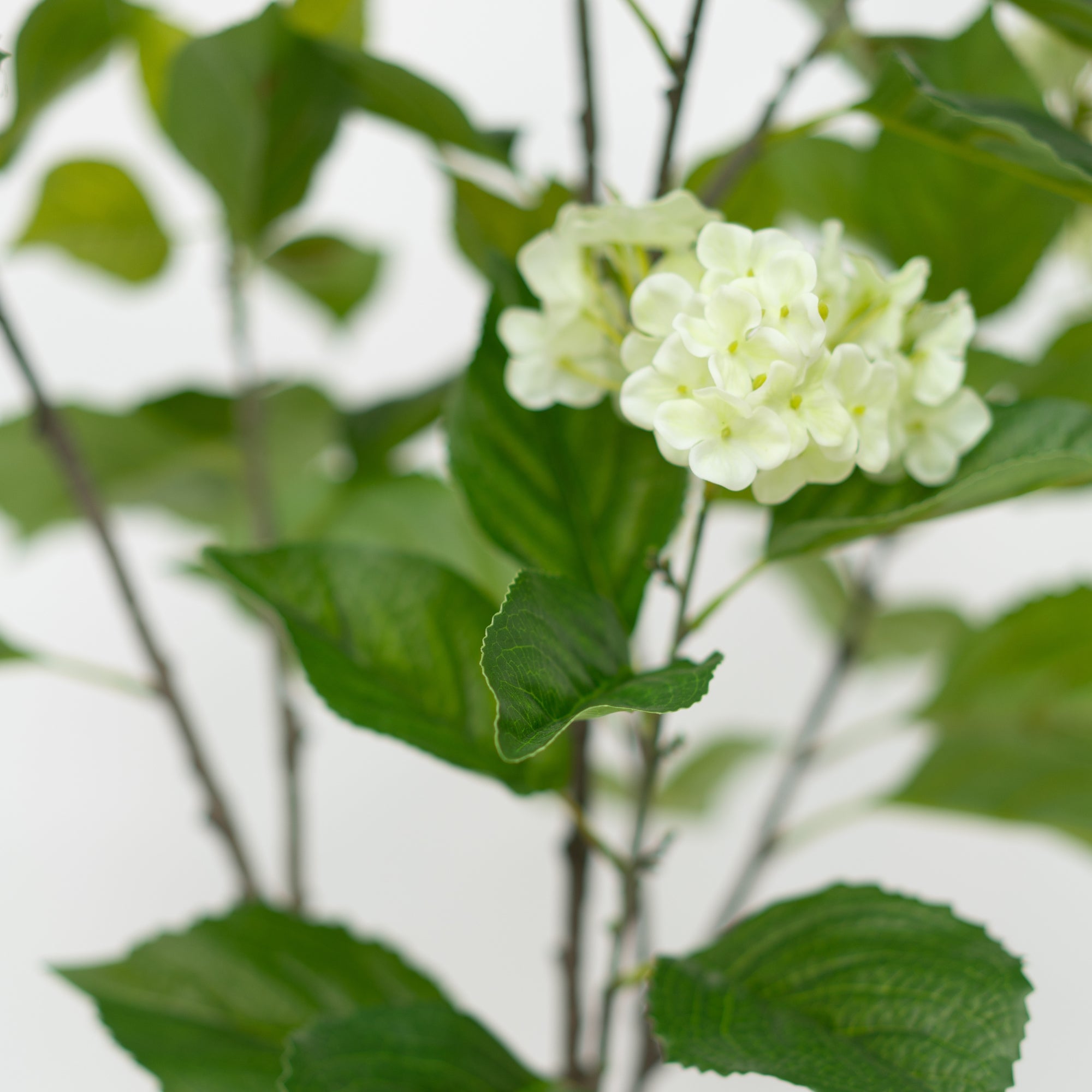 55" Hydrangea Tree in Natural Hyacinth Basket
