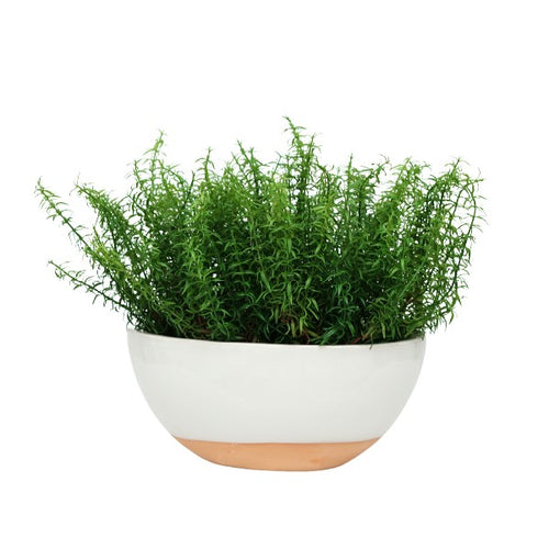 17" Rosemary in Glossy White Ceramic
