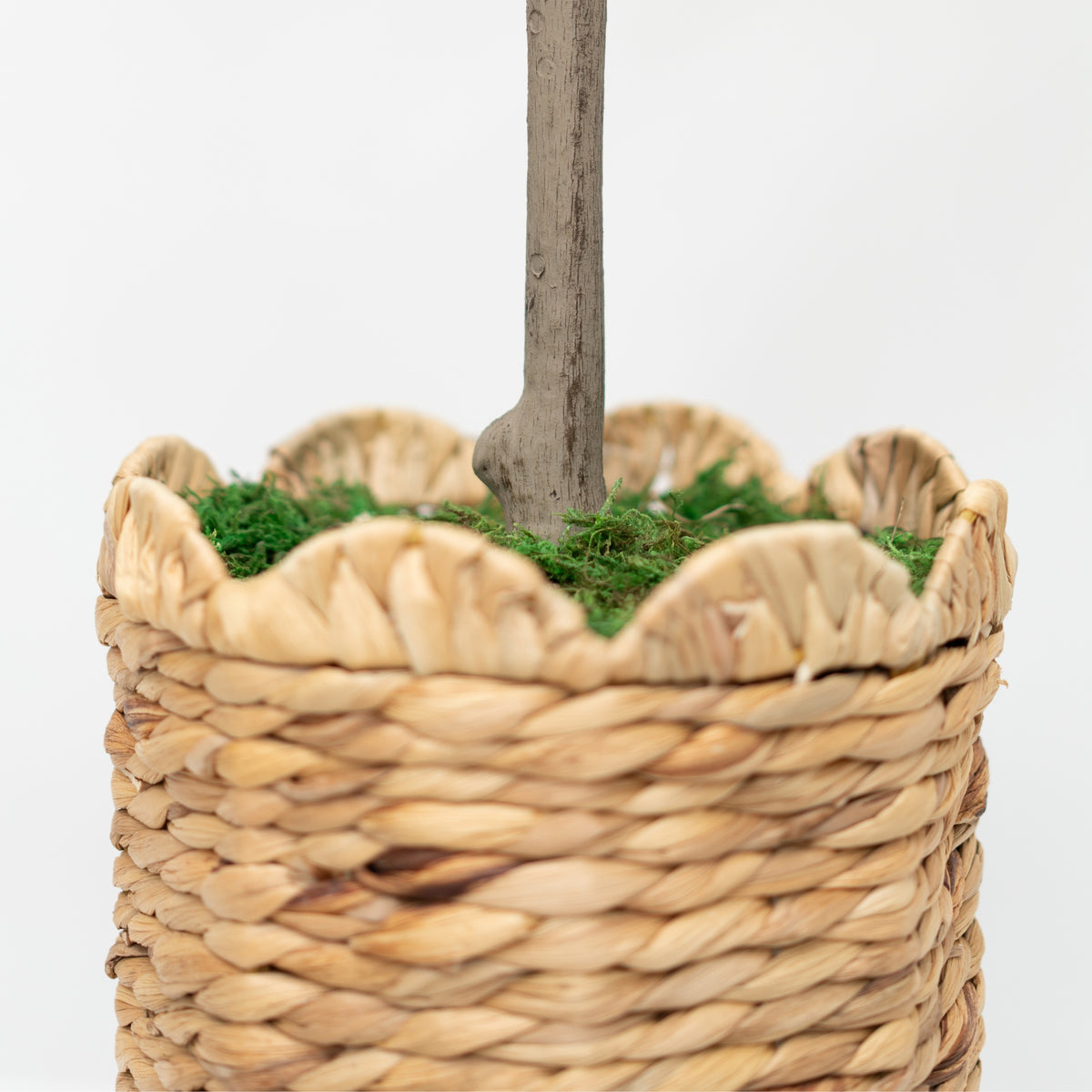 55" Hydrangea Tree in Natural Hyacinth Basket