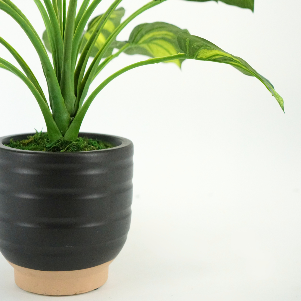 Small Hosta in Matte Black and Terracota Ceramic