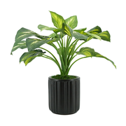 24" Small Faux Hosta in a Classic Matte Black Ceramic Pot