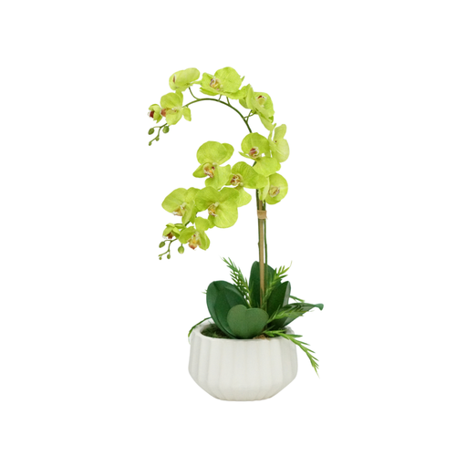 A Faux Green Orchid Flower in a Glossy White Ribbed Ceramic Pot against a white background, by House of Silk Flowers.