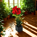 Artificial 18" Baby Orchid in Black Cube in Home Environment