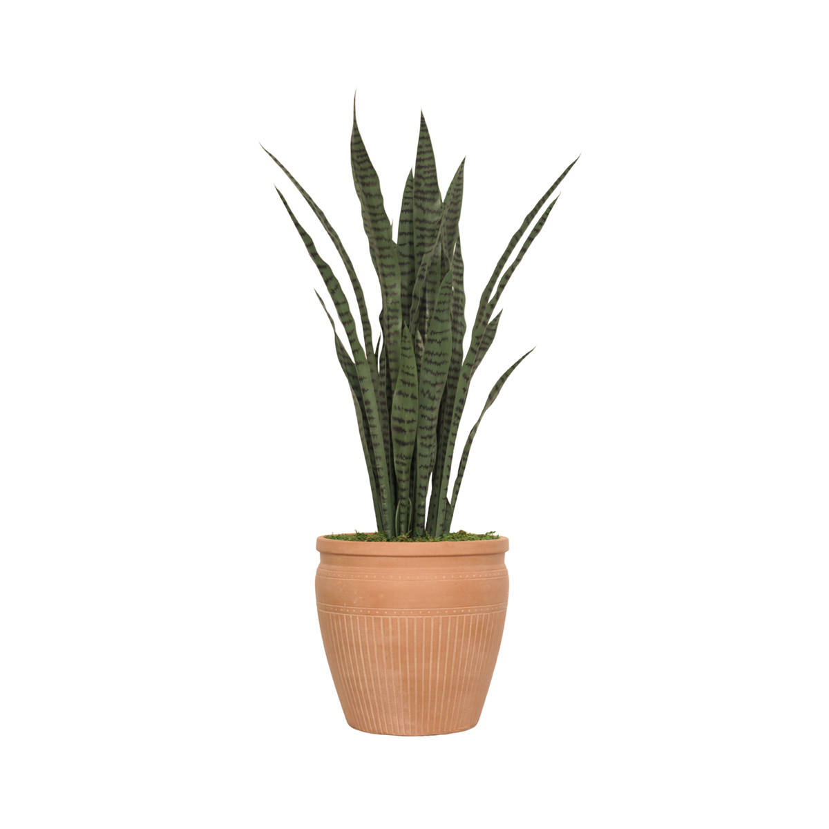 46" Sansevieria in Matte Terracotta Ceramic