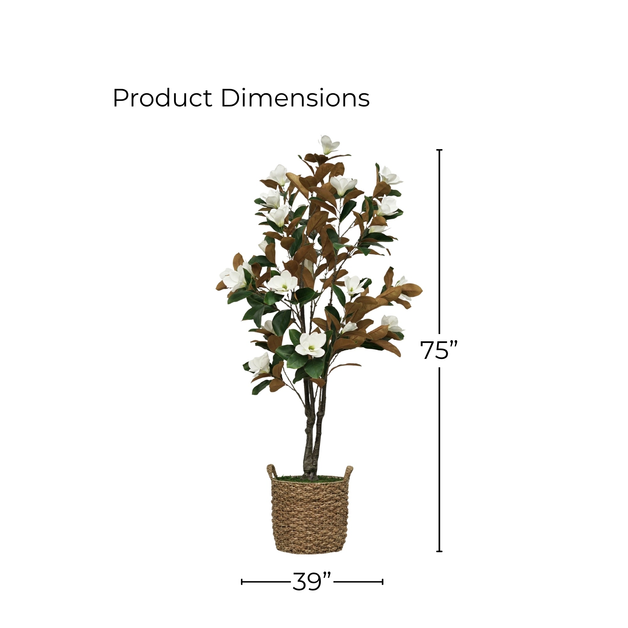 75" Magnolia Tree in Natural Seagrass Basket