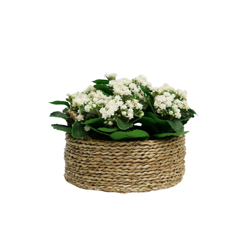 12" Faux White Kalanchoe In a Seagrass Basket