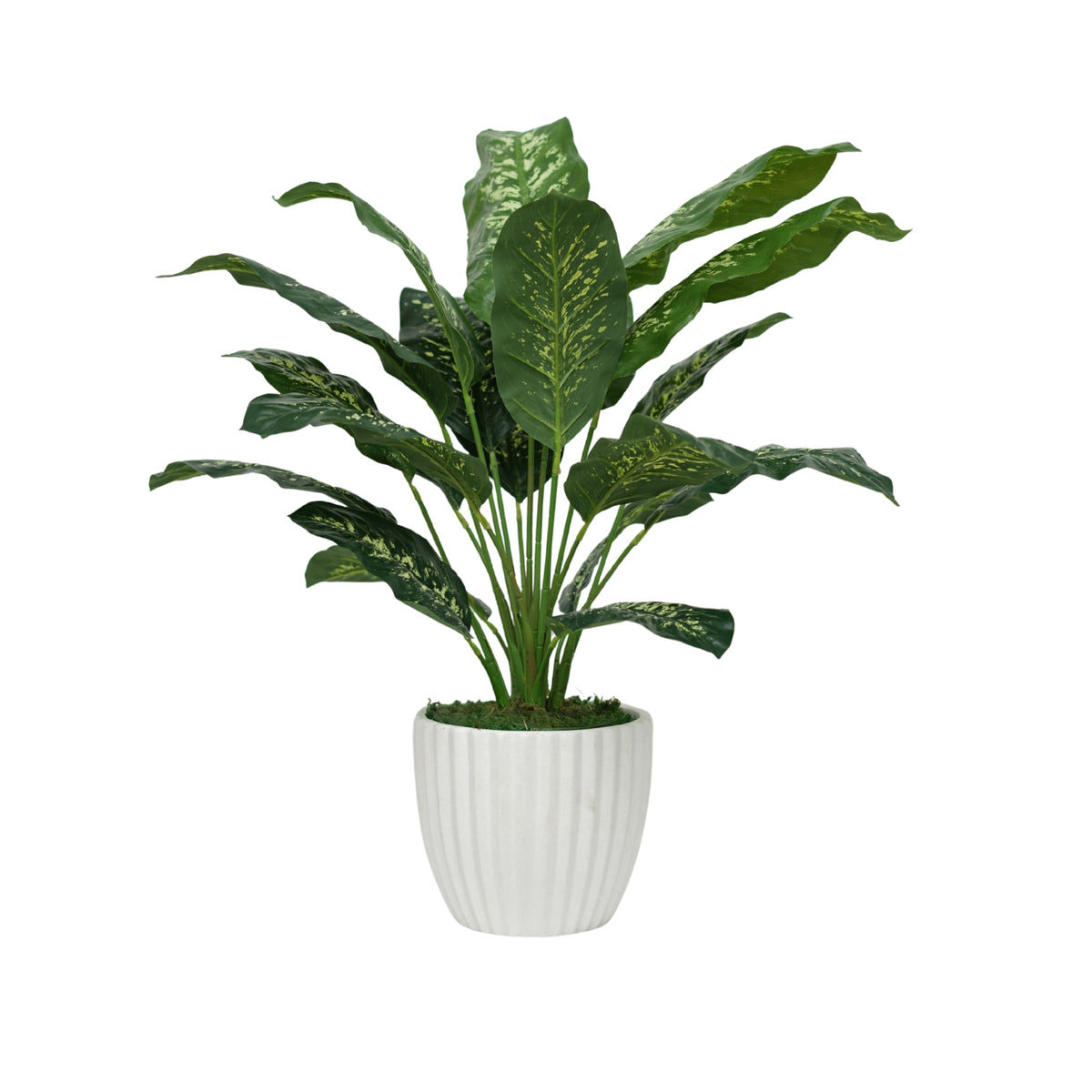 32" Dieffenbachia in Stone Wash White Ceramic