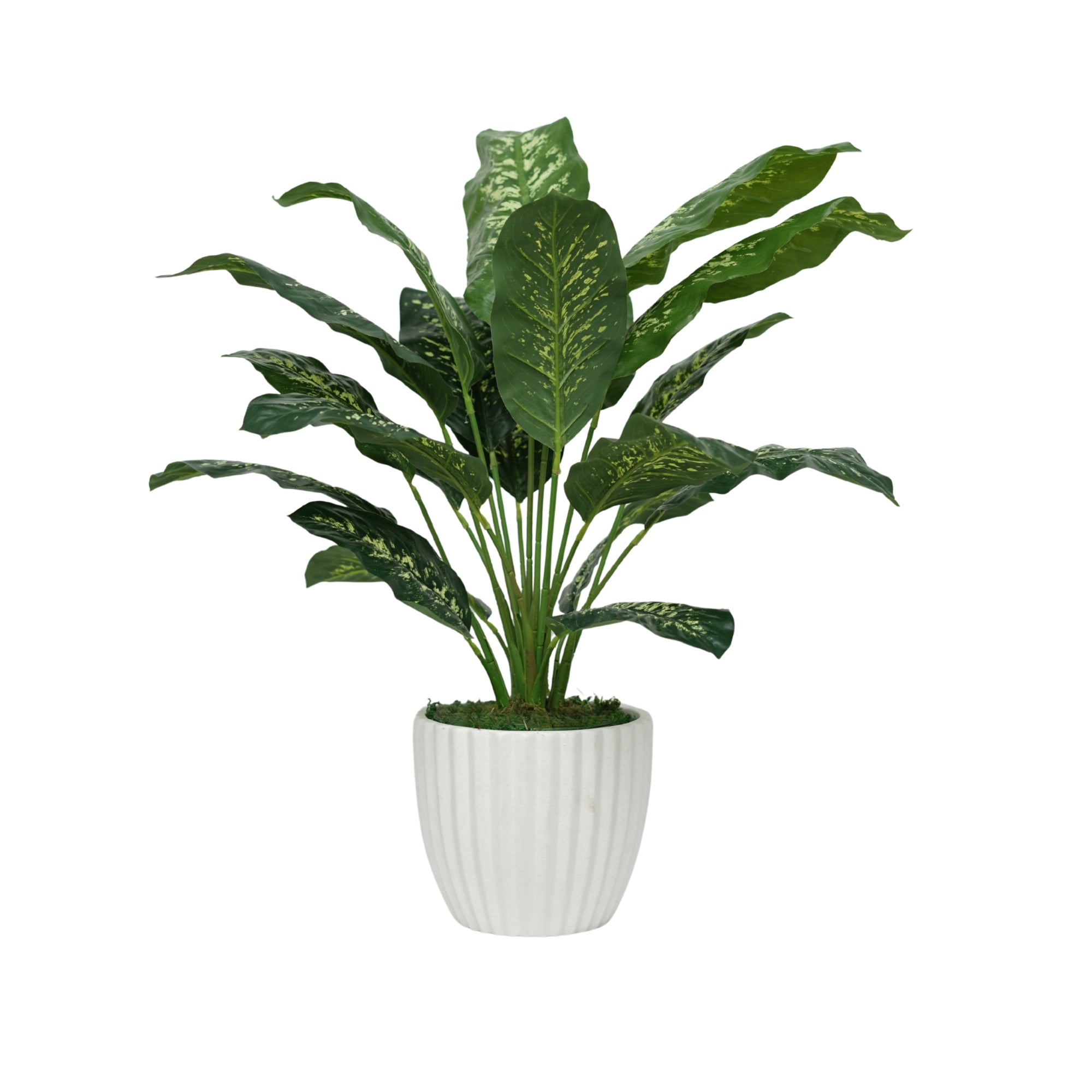 32" Dieffenbachia in Stone Wash White Ceramic