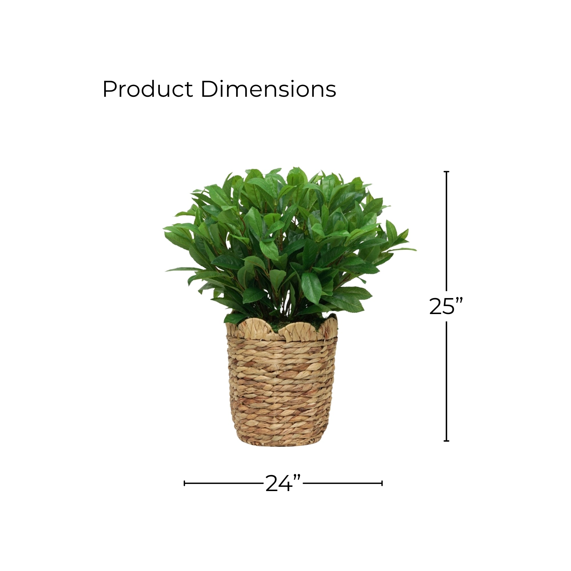 25" Laurel Bush in Natural Hyacinth Basket